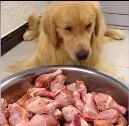 蒲瓜可以给狗狗吃吗视频,狗狗的健康美食探索