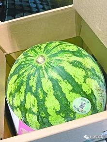 武汉吃瓜的视频,趣味横生的市井百态