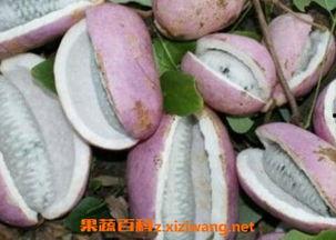 老婆吃八月瓜好吗视频讲解,老婆分享美味与营养