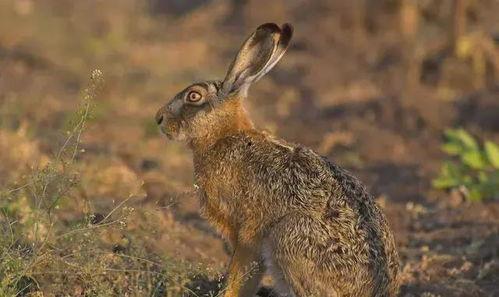 疯狂的野兔吃瓜现场视频,一场意想不到的趣味盛宴
