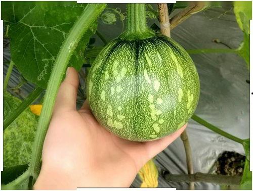 四川台南吃瓜视频,一场别开生面的夏日盛宴