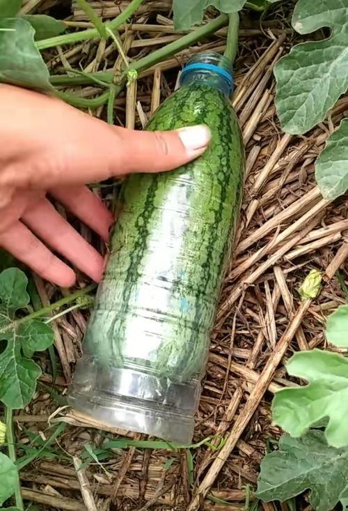 小瓜怎么吃才好喝水视频,视频揭秘最佳食用方法