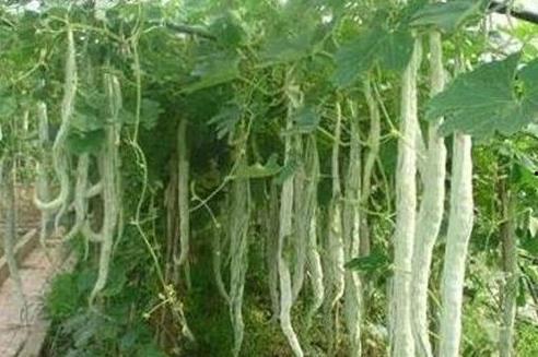 外国小伙吃蛇瓜视频在线观看,惊险刺激的味蕾冒险