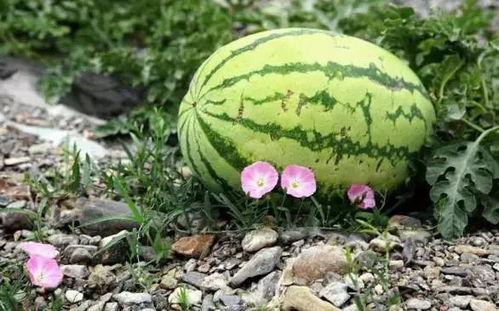 宁夏同心吃瓜视频,一场吃瓜盛宴，见证乡村新风尚