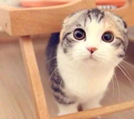 小猫可以吃沙白瓜吗视频,揭秘沙白瓜对猫咪的适宜性