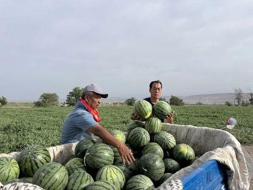 又是吃瓜的一天视频,揭秘又是吃瓜的一天精彩瞬间