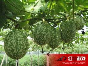 吃吊瓜了有什么好处吗视频,吃吊瓜的五大益处揭秘