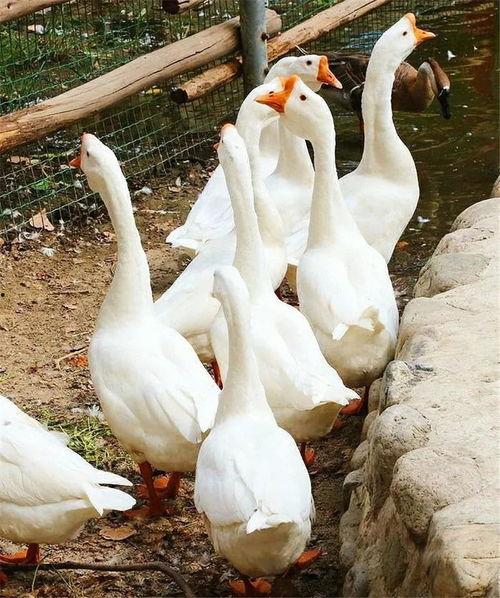 热议吃瓜鹅视频,揭秘网络热议背后的真相与笑料