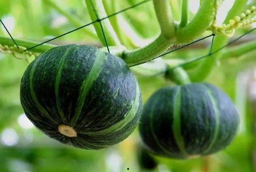 临邑阳光一品吃瓜事件视频,一场引发热议的社区冲突视频回顾