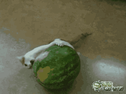 奇葩吃瓜方式视频,揭秘网络热门视频中的另类美食挑战