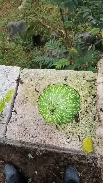 吃瓜赏花搞笑视频大全,笑翻天！吃瓜赏花搞笑视频大盘点
