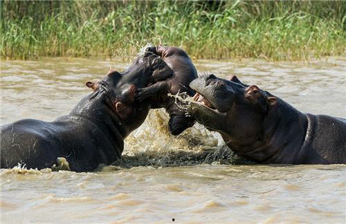 吃瓜小河马最新视频,趣味生活瞬间，笑点满满！