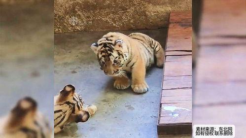 小老虎外卖吃瓜视频大全,趣味横生的美食探秘之旅