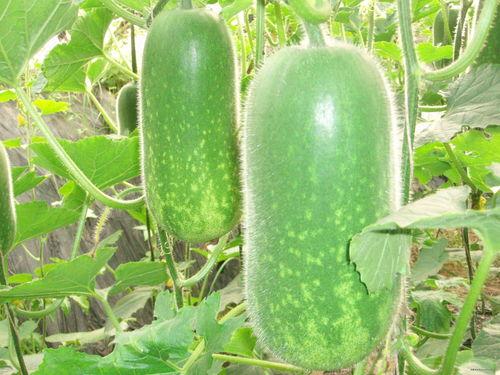 商丘吃瓜小伙视频大全,趣味横生的日常瞬间集锦