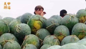 小攀吃瓜现场视频大全,趣味视频大盘点