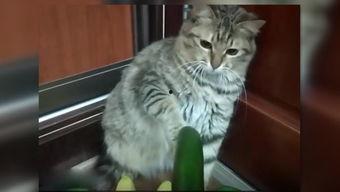 若霖小猫吃瓜视频,一场萌趣十足的吃瓜之旅