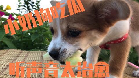 关于狗吃瓜的视频,萌宠趣味瞬间