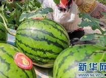 赤峰吃瓜事件最新消息视频,最新视频揭露惊人内幕