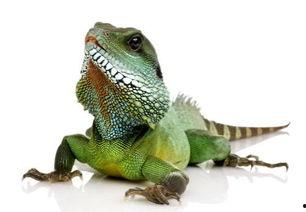 吃瓜视频印度蜥蜴资源,吃瓜视频中的神秘生物揭秘