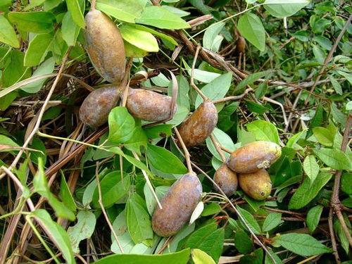 小时候吃八月瓜视频大全,八月瓜美味时光视频大盘点