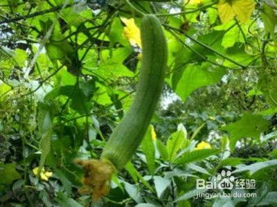 红瓜的叶子可以吃吗视频,揭秘视频中的营养与安全