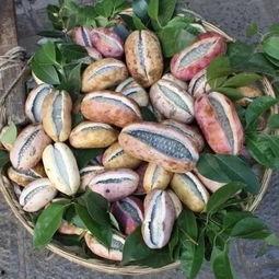 鸟吃八月瓜视频大全,跟随鸟类视角探索自然美味