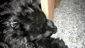 吃瓜的拉布拉多视频,萌宠搞笑瞬间大盘点