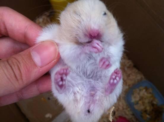 金丝熊吃茭瓜会死吗视频,金丝熊食用茭瓜致命风险揭秘