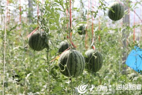 母子瓜在哪吃比较好呢视频,视频带你探索美食之旅