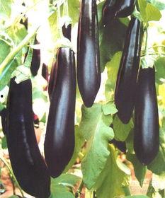 吃茄瓜搞笑视频素材