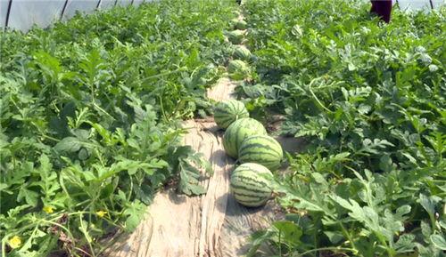 临海最新吃瓜新闻视频下载,视频揭秘事件真相，网友热议不断