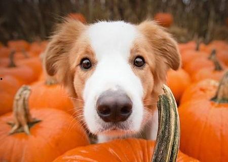 狗吃蓝瓜好吗会死吗视频,揭秘狗狗食用蓝瓜的安全性