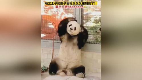 小萌子的吃瓜视频下载,揭秘娱乐圈幕后故事