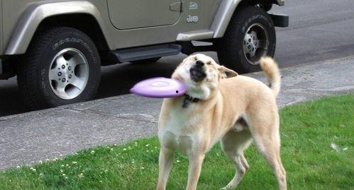 沙雕吃瓜汪星人视频大全