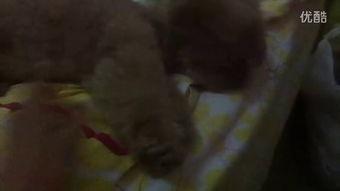 泰国吃瓜小姐姐是谁啊视频