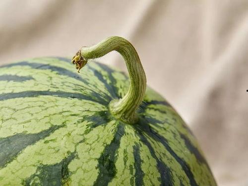 上海幼儿入园吃瓜视频,一场幼儿园里的“甜蜜风波”